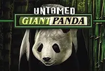 Untamed Giant Panda